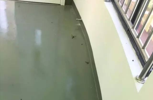 死尸遍地！寧波一幼兒園裝修后現(xiàn)場(chǎng)觸目驚心！