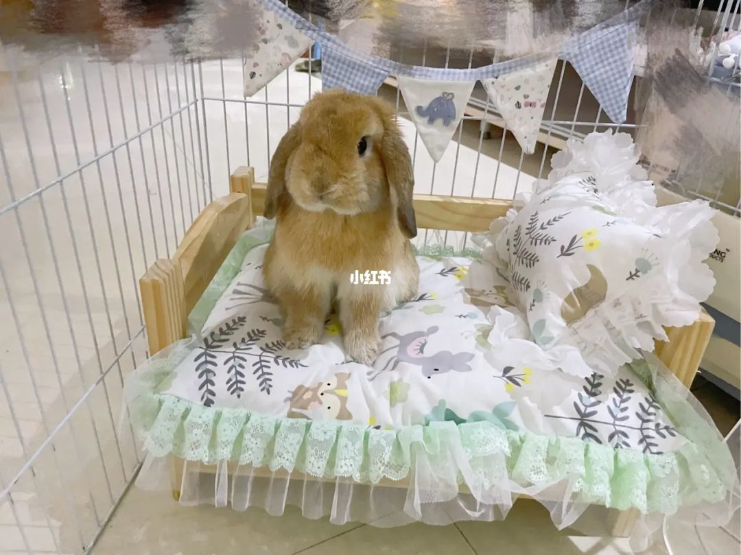 拳擊寶貝兔兔_思兔網(wǎng)在線(xiàn)閱讀溺寵嬌寶貝_兔寶貝裝修